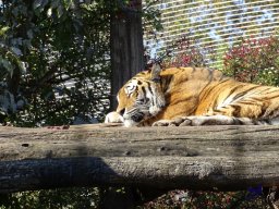 Tiergarten Schönbrunn am 03.10.2025